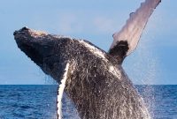 February 2027 Guide to Oahu Events in Honolulu and Waikiki