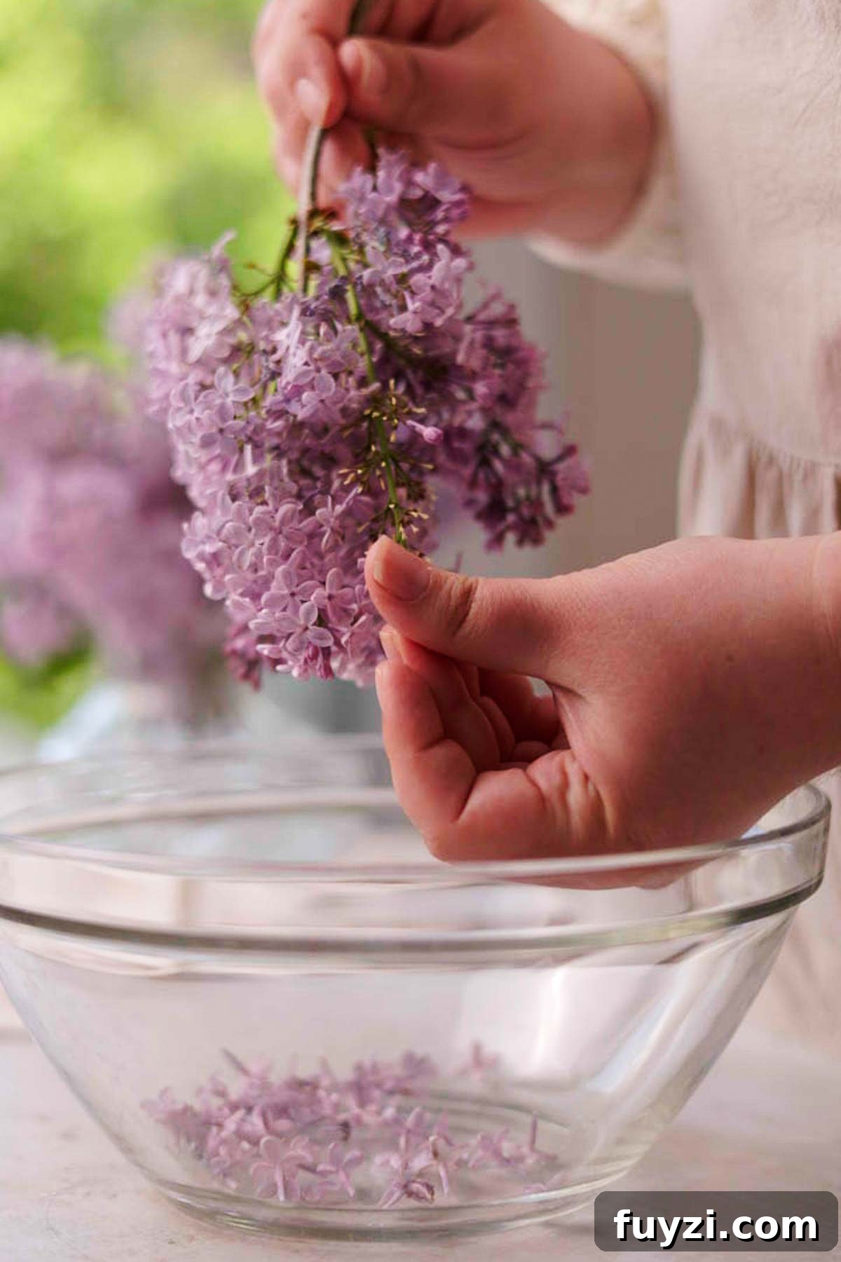 Lilac Lemonade Recipe: How to Make a Floral Citrus Drink 5 picking lilacs off of lilac blossom