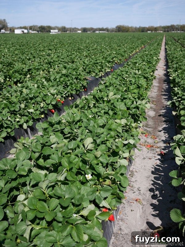 Strawberry Farm Tour