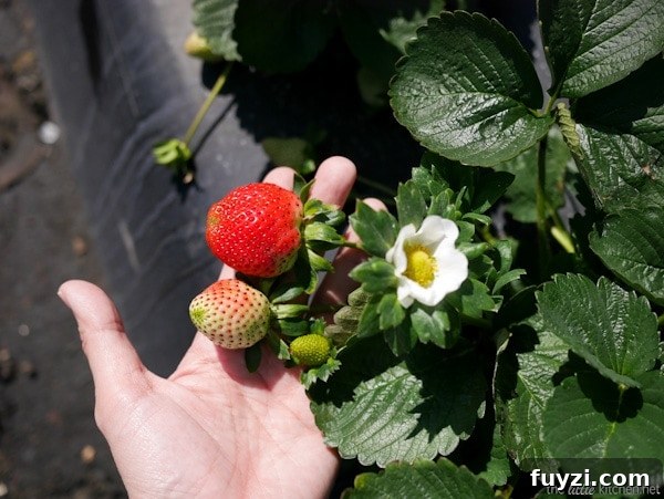 Strawberry Farm Tour