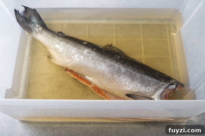 Grill a Whole Salmon: Step-by-Step Guide 5 A whole salmon in a brine solution.