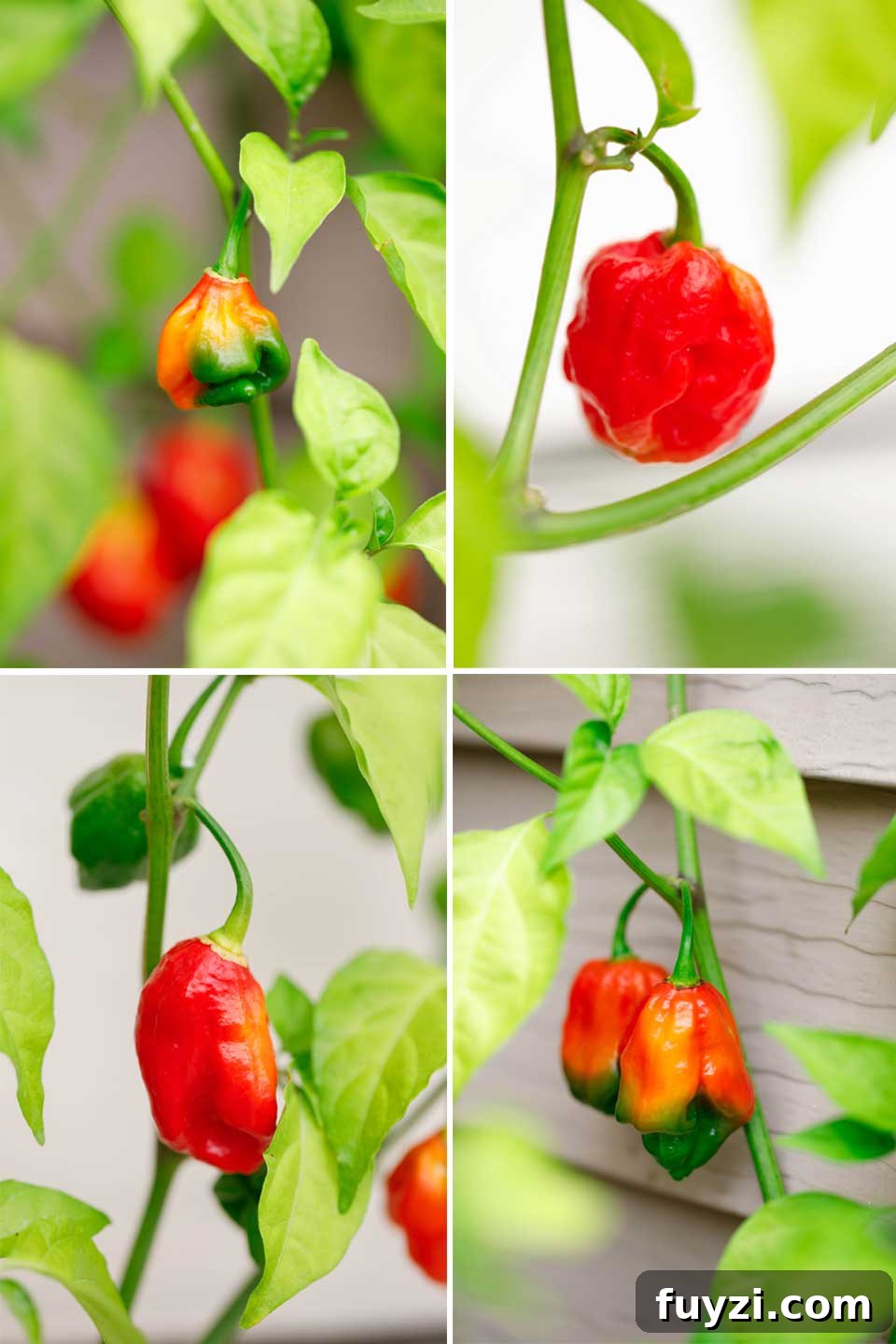 Collage of 4 photos of various hot peppers still growing outside on the plant.
