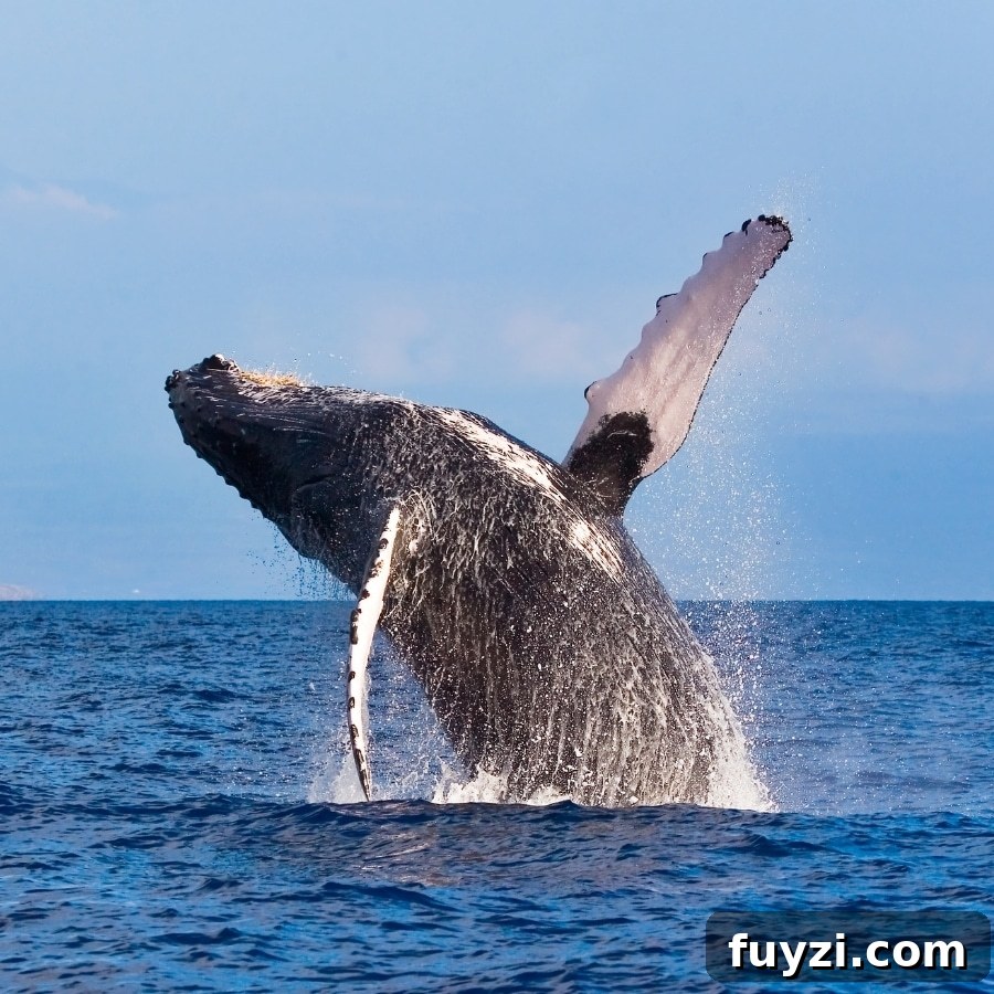A humpback whale in Hawaiʻi.