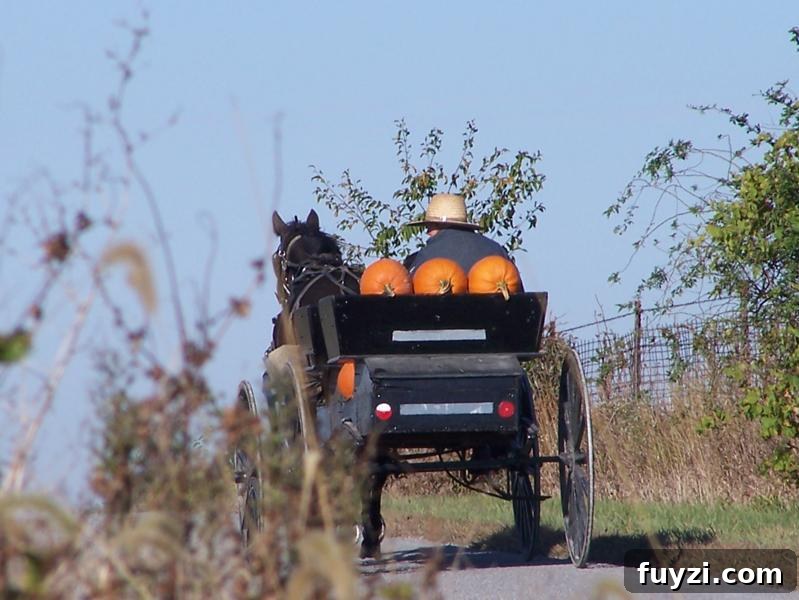 Amish buggy pulls pumpkins near Belle Center