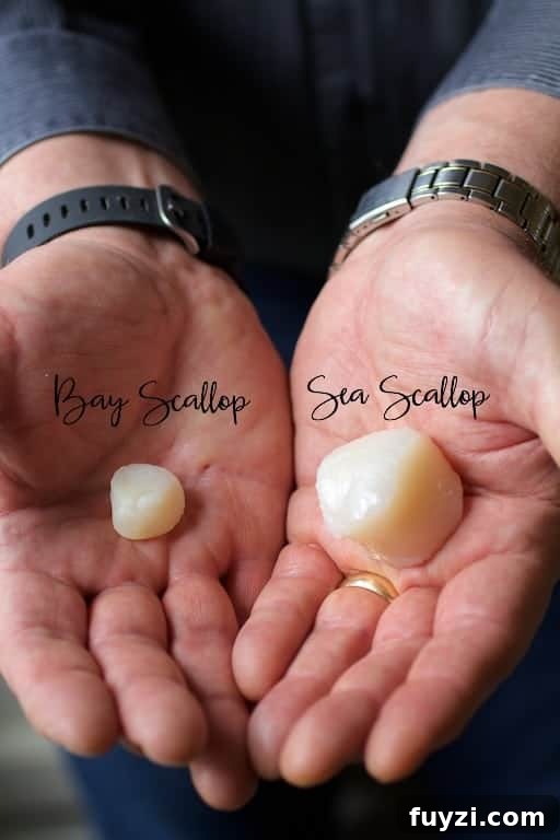 Photo showing the difference between a bay scallops and sea scallop.