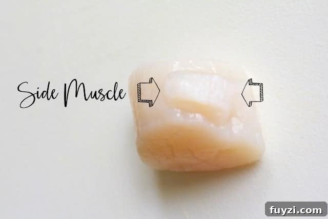 Photo showing the side muscle on a scallop.