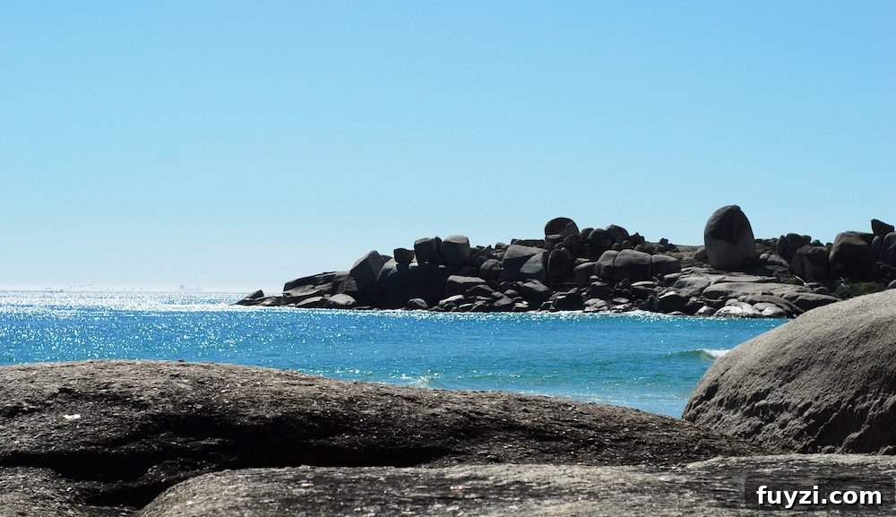 Rocky shore with small lizards