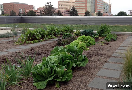 The Green Roof atop the Anschutz Health and Wellness Center