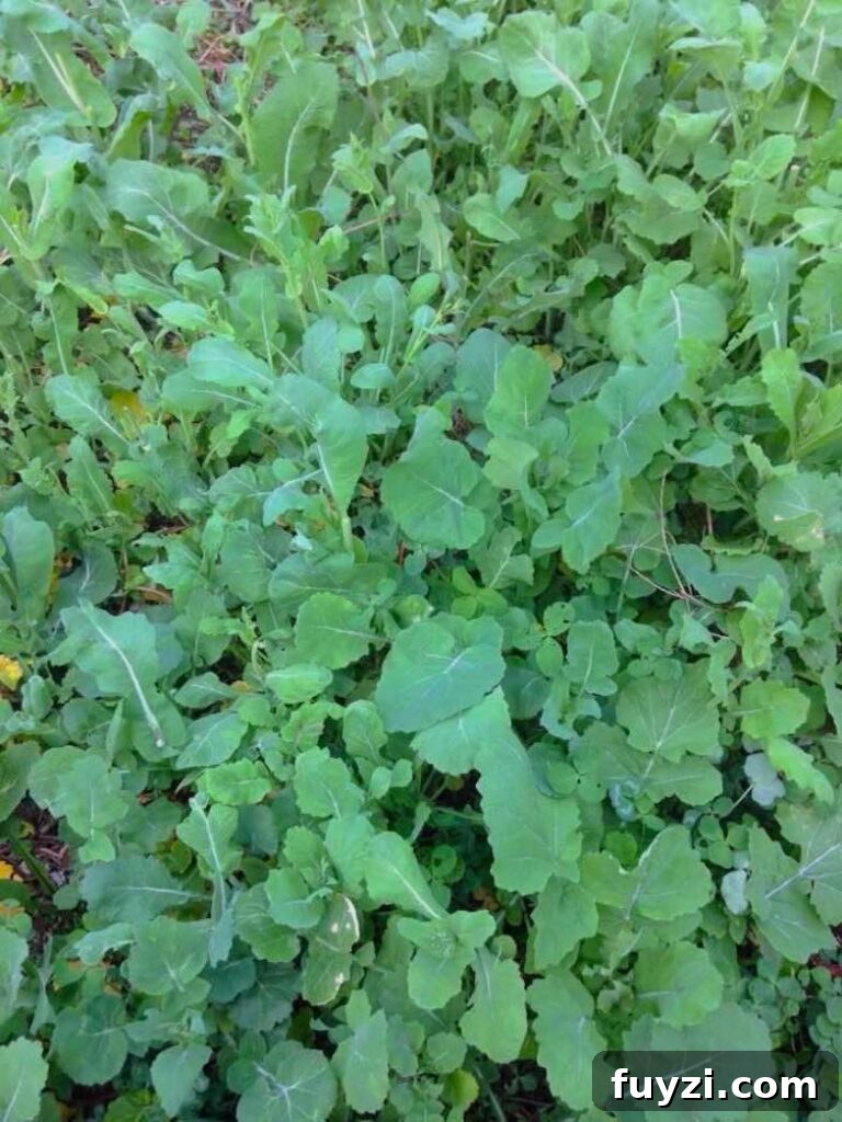 Broccoli rabe growing in a greenhouse
