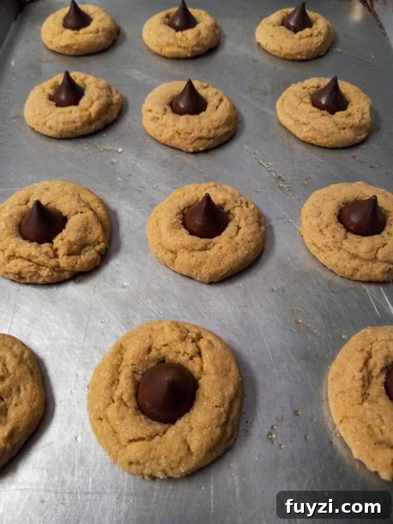 Classic Amish Peanut Butter Blossoms Recipe 5 freshly-baked peanut butter blossoms on cookie sheet